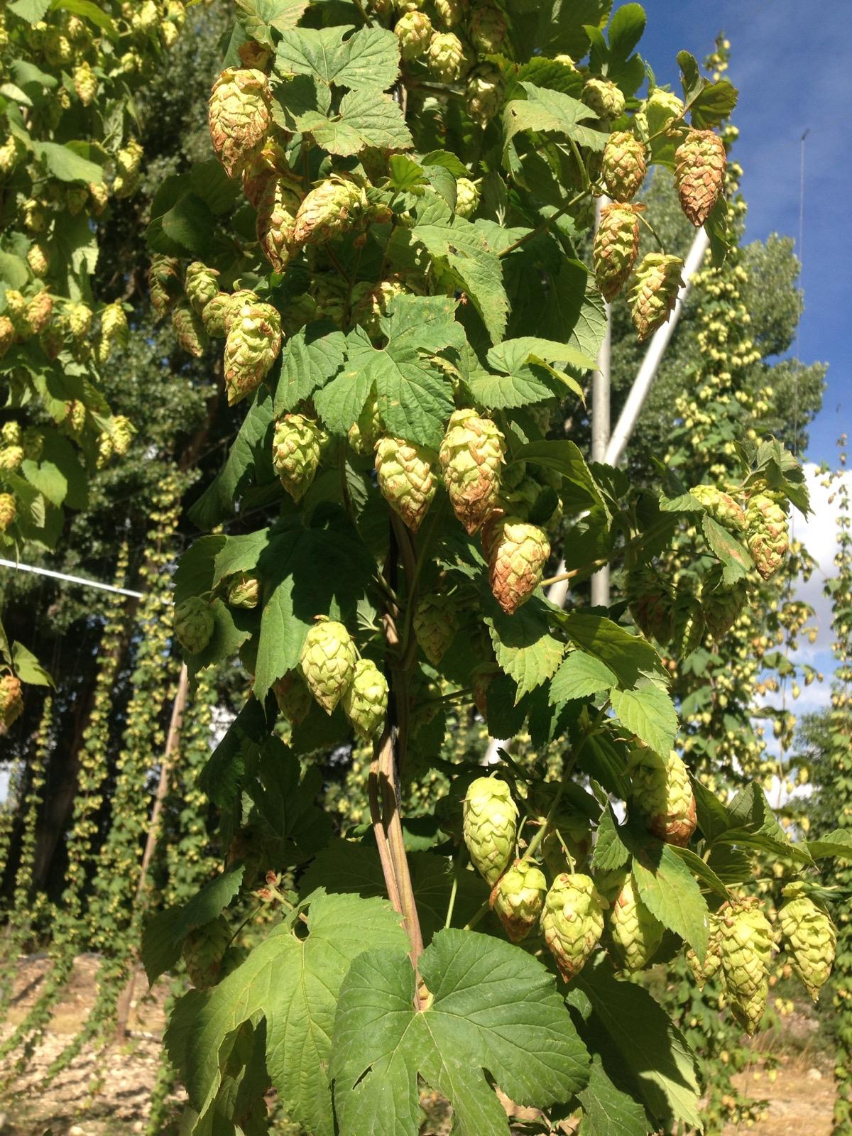 Lúpulo ecológico - Servicio